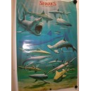 Poster - Sharks