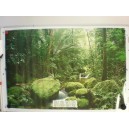 Poster - Rainforest