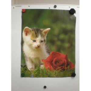 Poster - Katze