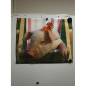 Poster - Schweinchen