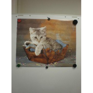 Poster - Kleine Katze